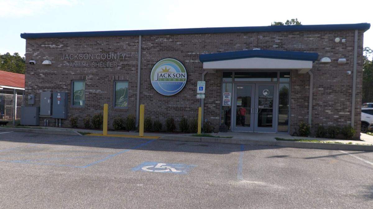 The Jackson County Animal Shelter in Gautier is dealing with a surge of intakes after the sheriff’s office said it busted a suspected dog-fighting ring in Vancleave. 