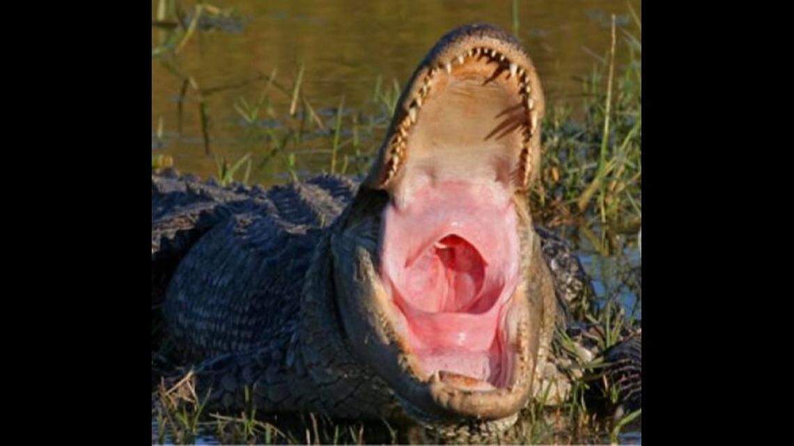 This is what it looks like down an alligator’s mouth. The photo was taken in Alabama.