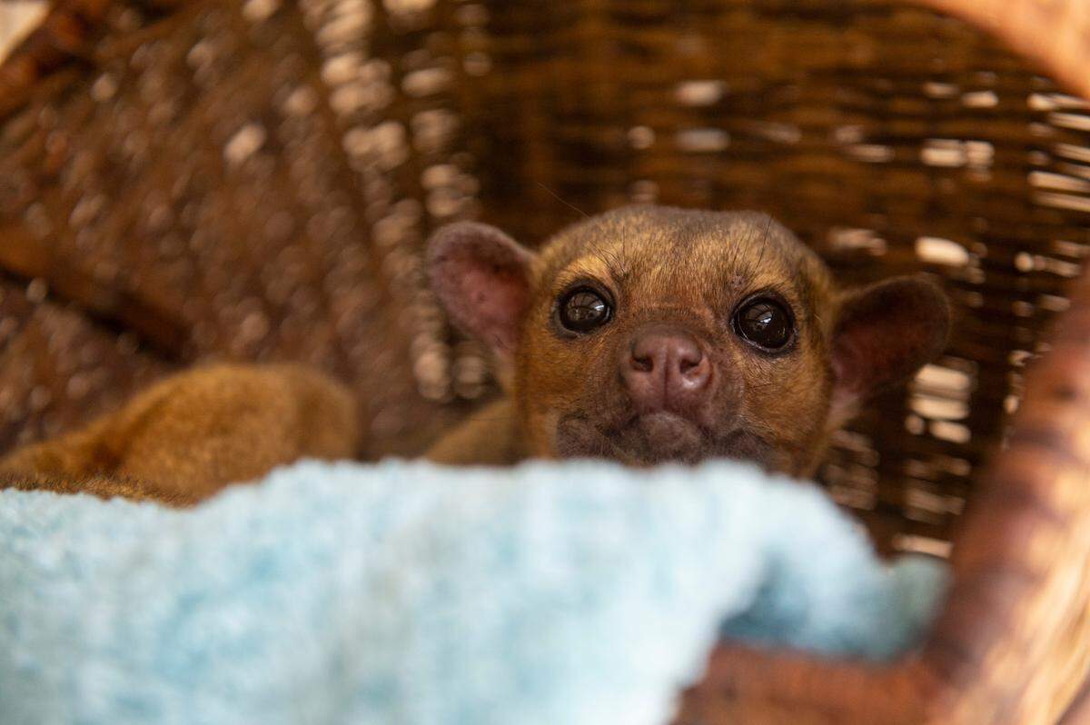 Balou, one of two kinkajous living at Gulf Coast Primate Sanctuary in Perkinston, on Thursday, May 1, 2025.