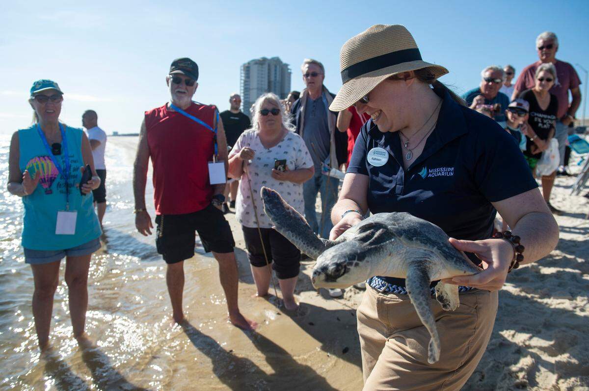 Mississippi Aquarium staff and volunteers release Kemp’s ridley sea turtles back into the Gulf of Mexico from Biloxi Beach on Wednesday, March 12, 2025. The sea turtles, which were rehabilitated by the Mississippi Aquarium for cold-stunning, were named after Taylor Swift songs and given tags resembling friendship bracelets.
