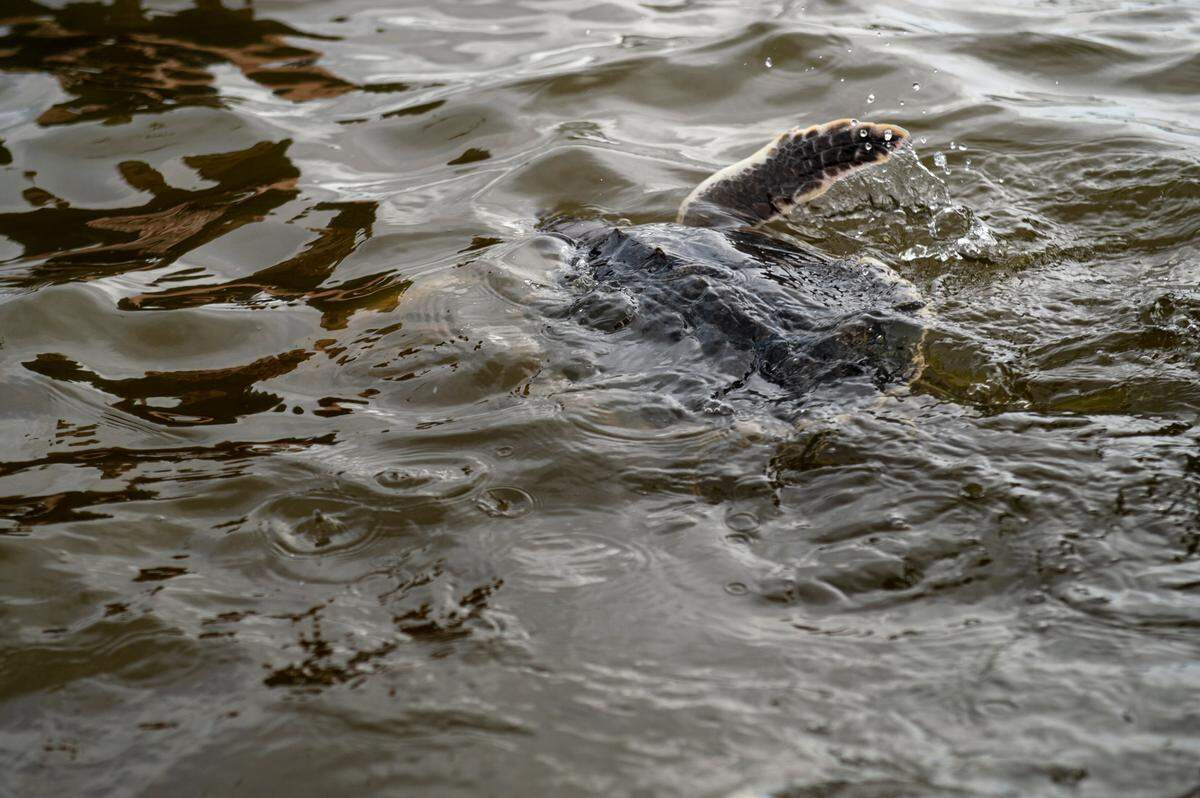 A Kemp’s ridley sea turtle swims away into the Gulf of Mexico after being released by the Institue for Marine Mammal Studies on Tuesday.