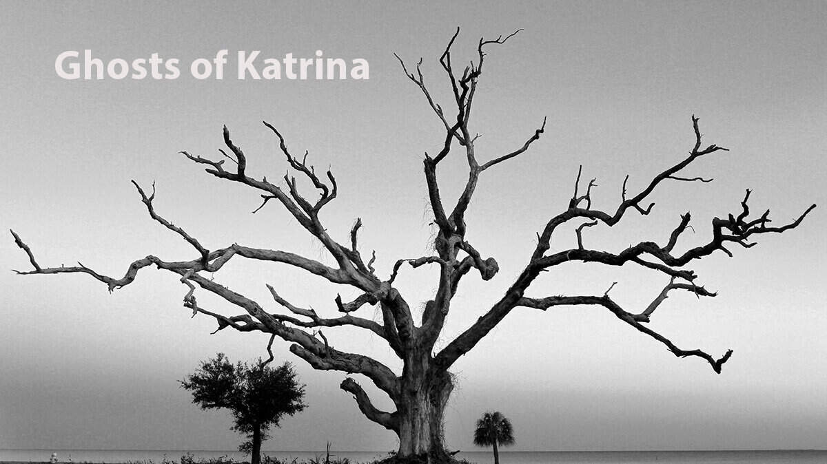 JOHN FITZHUGH/SUN HERALD
Katrina Trees, Long Beach, Feb. 12, 2015