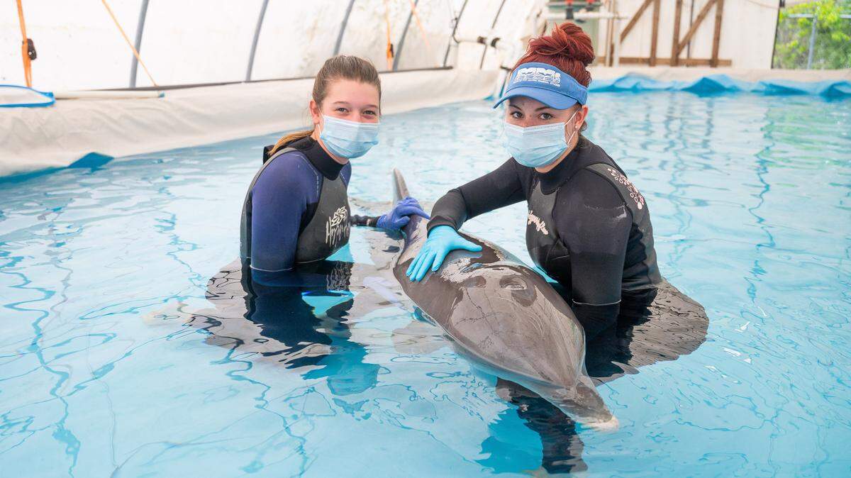 A live dolphin recovered on the Mississippi Coast is now recovering at the Institute for Marine Mammal Studies in Gulfport.