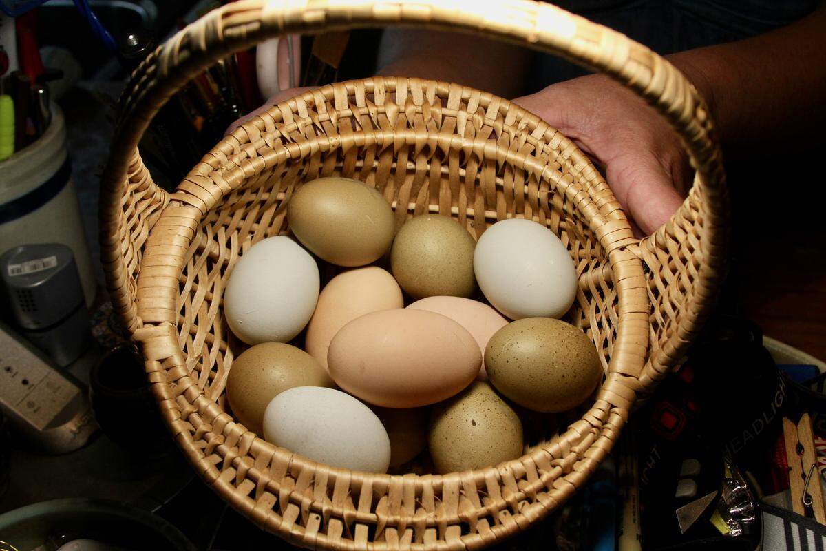 Jamie Stebly has eight backyard hens that can lay a total of six to eight eggs a day. Egg colors vary with chicken breeds.
