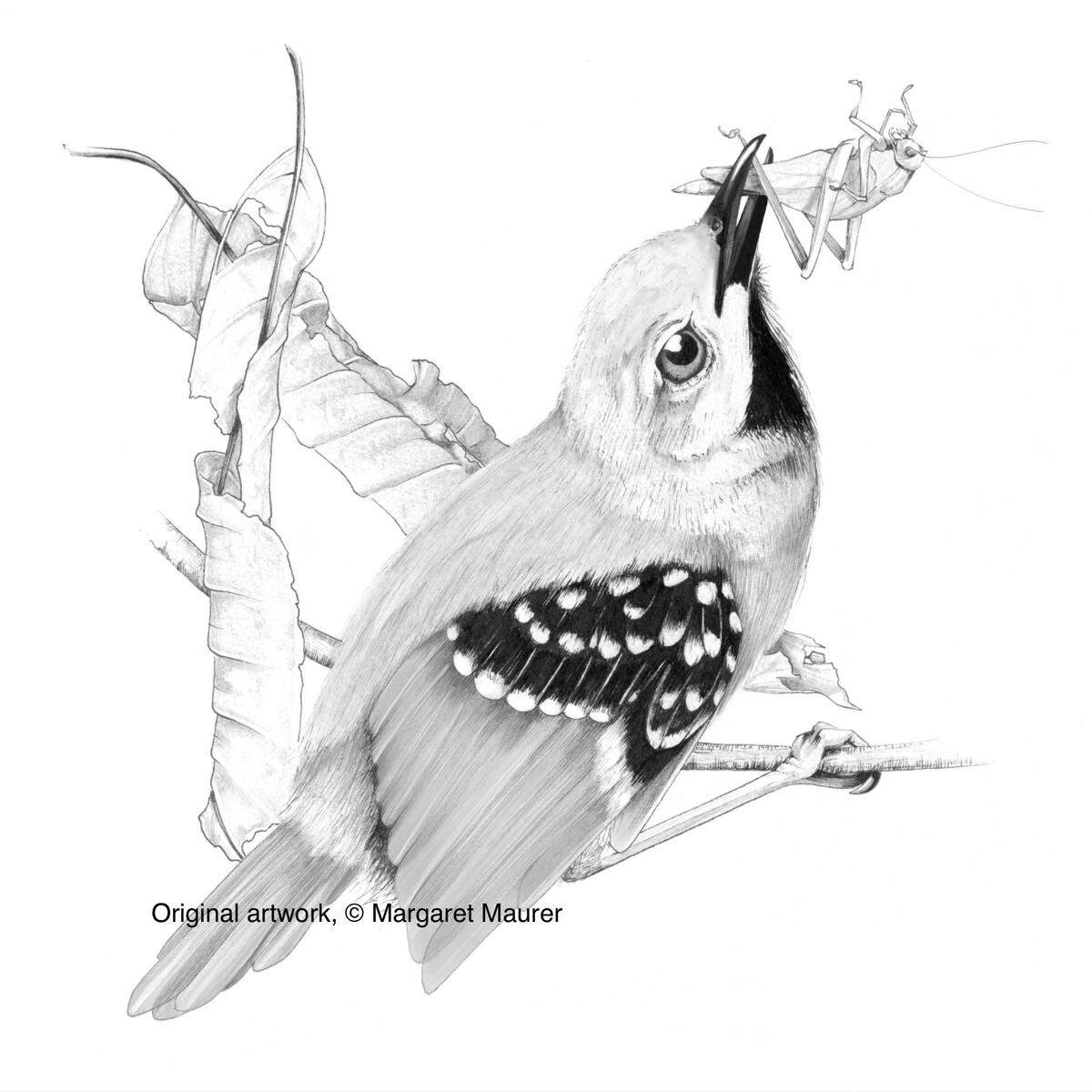 Margaret “Meg” Maurer was using her artistic talents to create illustrations for a book Tulane Professor Thomas W. Sherry is working on. At the time of her death, her professor was working on scheduling her for an exhibit of her art works.