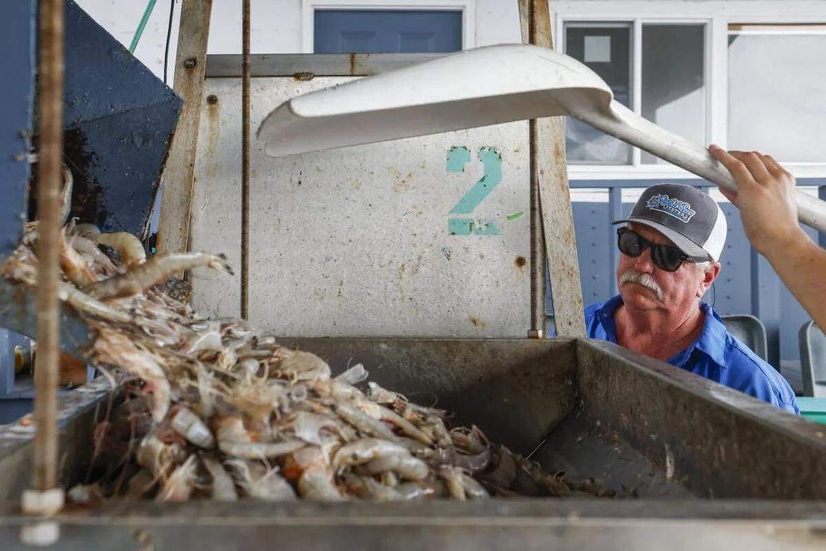 David Gautier watches as shrimp are weighed as they come off a boat at Gautier’s at the Harbor in Pass Christian on Sept. 25, 2025.
