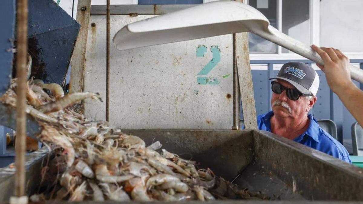 David Gautier watches as shrimp are weighed as they come off a boat at Gautier’s at the Harbor in Pass Christian on Sept. 25, 2025.