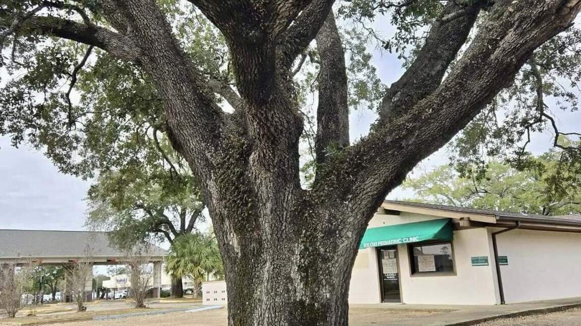 Majestic trees destroyed before judges could weigh in. Here’s what to know
