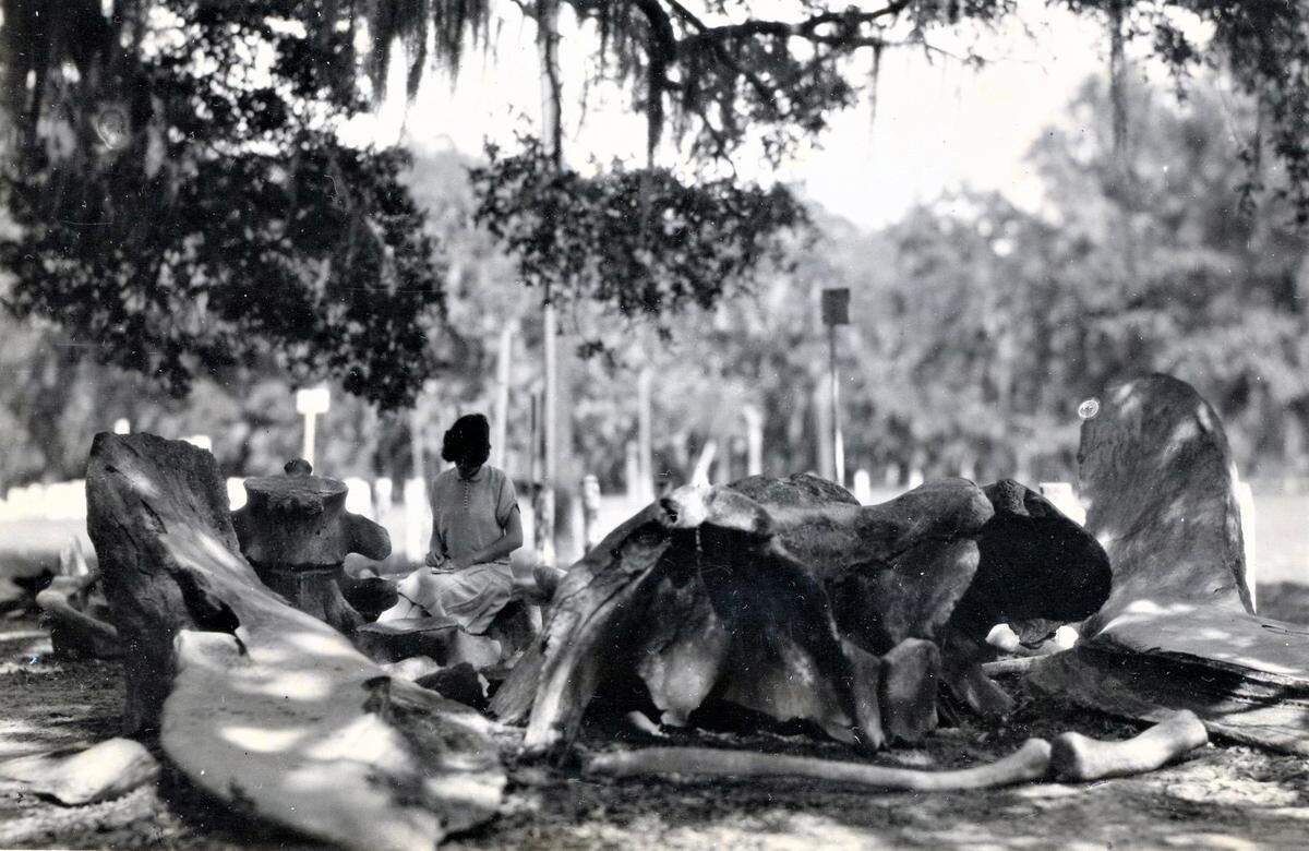 This rare circa-1920s image of giant bones in the old Naval Reserve Park in Biloxi is proof positive of a 1923 whale visit that brought the Mississippi Coast into national limelight. 