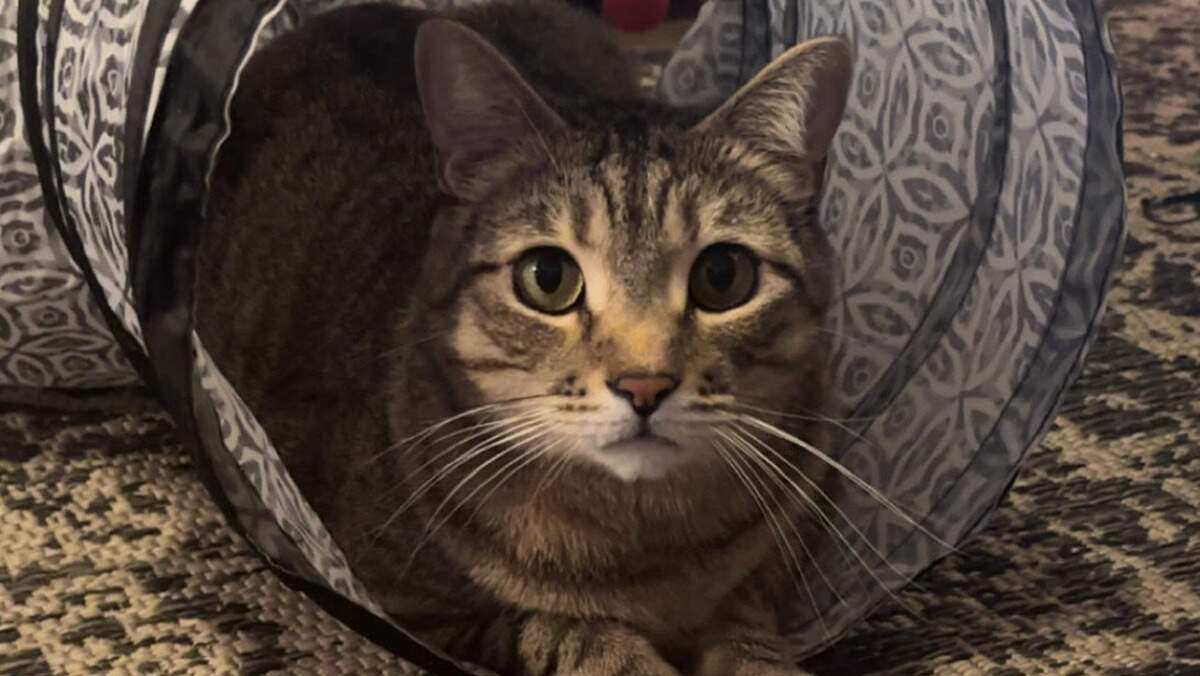 With more than 24,000 votes in the final round, Salem earned the title of cutest cat on the Mississippi Coast in 2025.