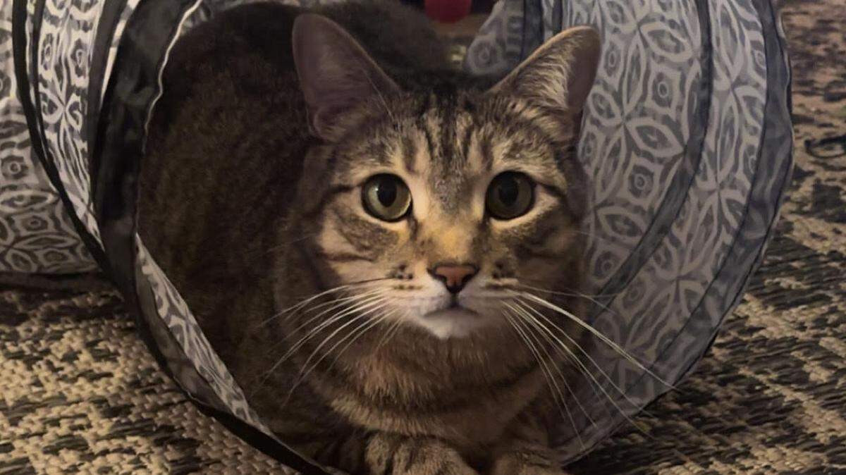 With more than 24,000 votes in the final round, Salem earns the title of cutest cat on the Mississippi Coast.
