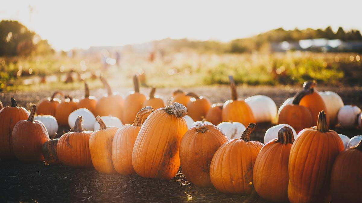 November is festival season in Mississippi.