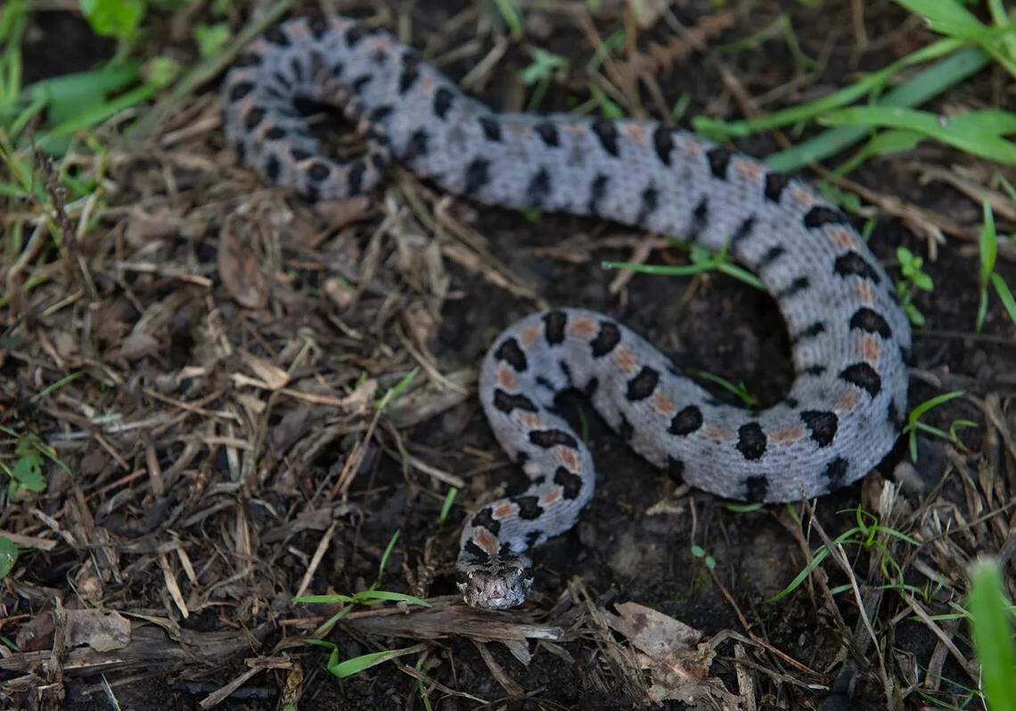 Pygmy rattlesnakes are the smallest rattlesnakes that can be found in Mississippi.