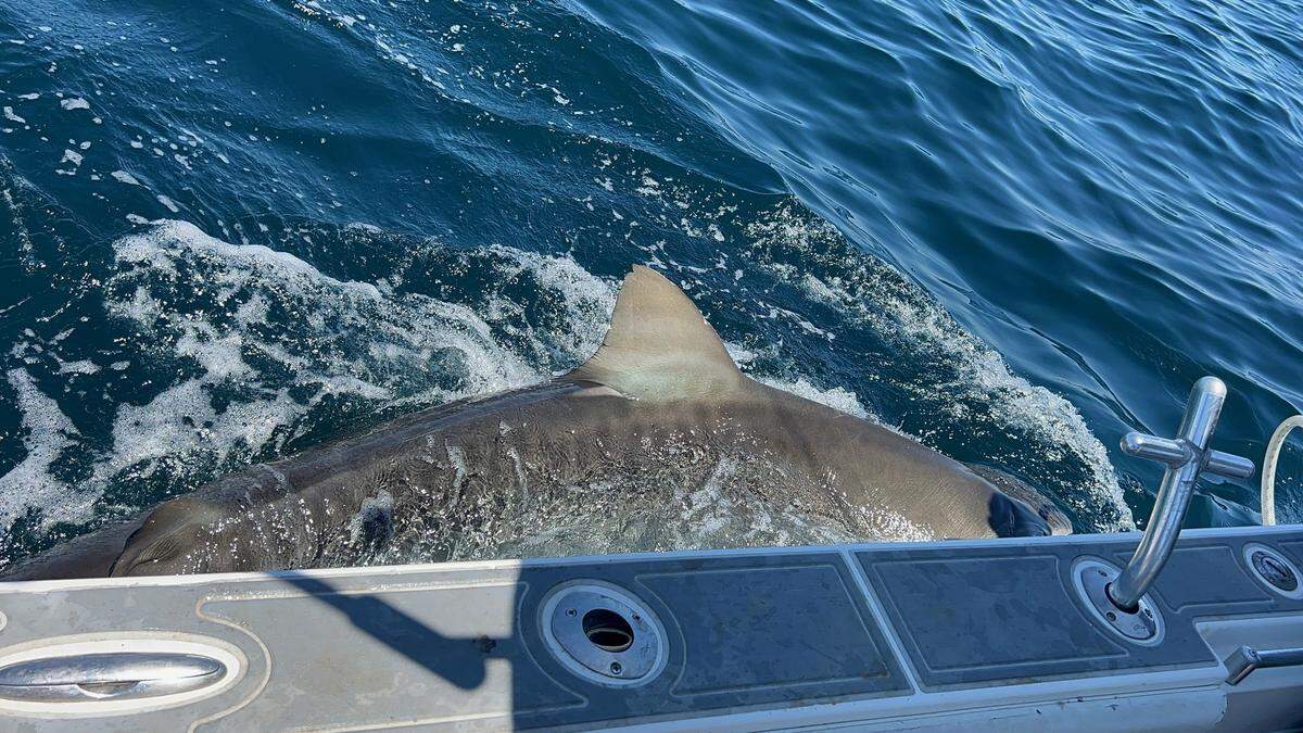 The stripes are visible on Hanna, a tiger shark tagged earlier this year in Jacksonville, Florida. The pregnant shark has since journeyed 2,000 miles into the warm waters off the shore of Biloxi, Mississippi.
