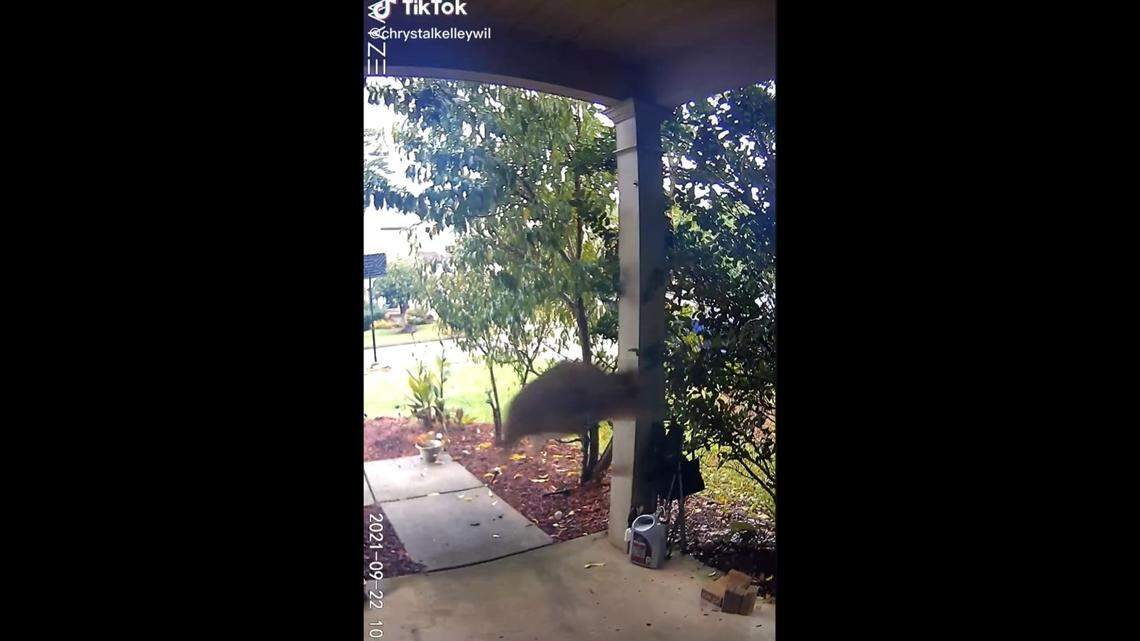 A Georgia couple’s doorbell camera captured the moment a buck bolted through their front door, leaving shattered glass and significant damage to their home.