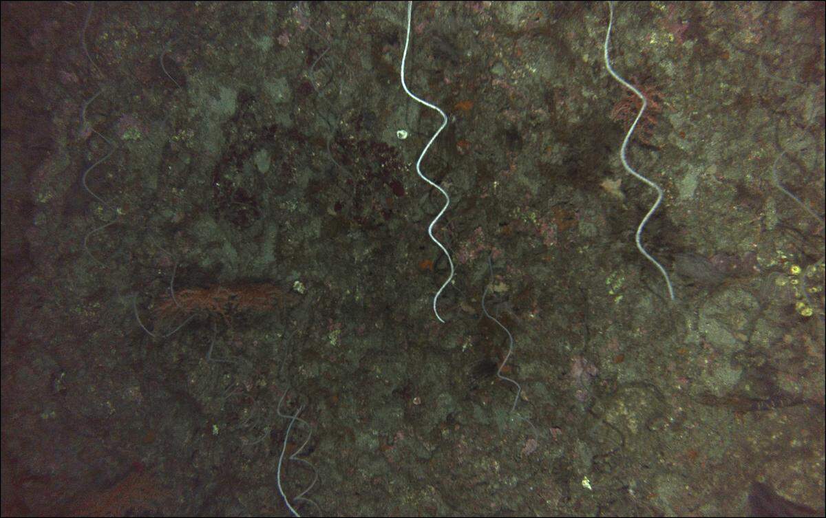 Wire coral, white spirals at top of photo, was one of the types of coral USM researchers identified from photos taken on the Mountain Top Bank reef in the Gulf of Mexico southeast of Gulfport.