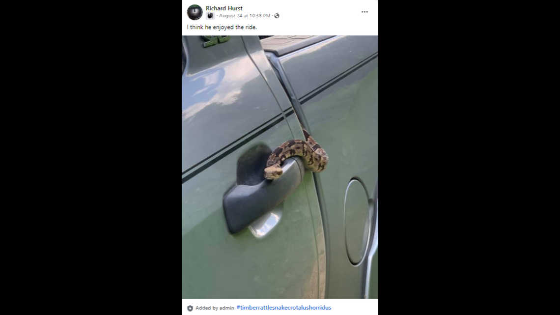 Richard Hurst of Mississippi found a rattlesnake outside his home. When he made an effort to release it into a wilderness area, the snake got loose in his pickup.