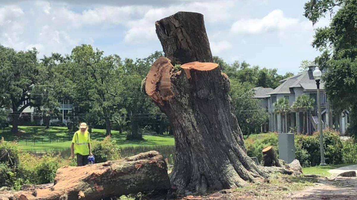 Ocean Springs resident Joe Jewell, who had asked the board of aldermen to conduct borings of the tree to evaluate its internal health, took photographs of it being cut down on July 14, 2021 in Fort Maurepas Park.