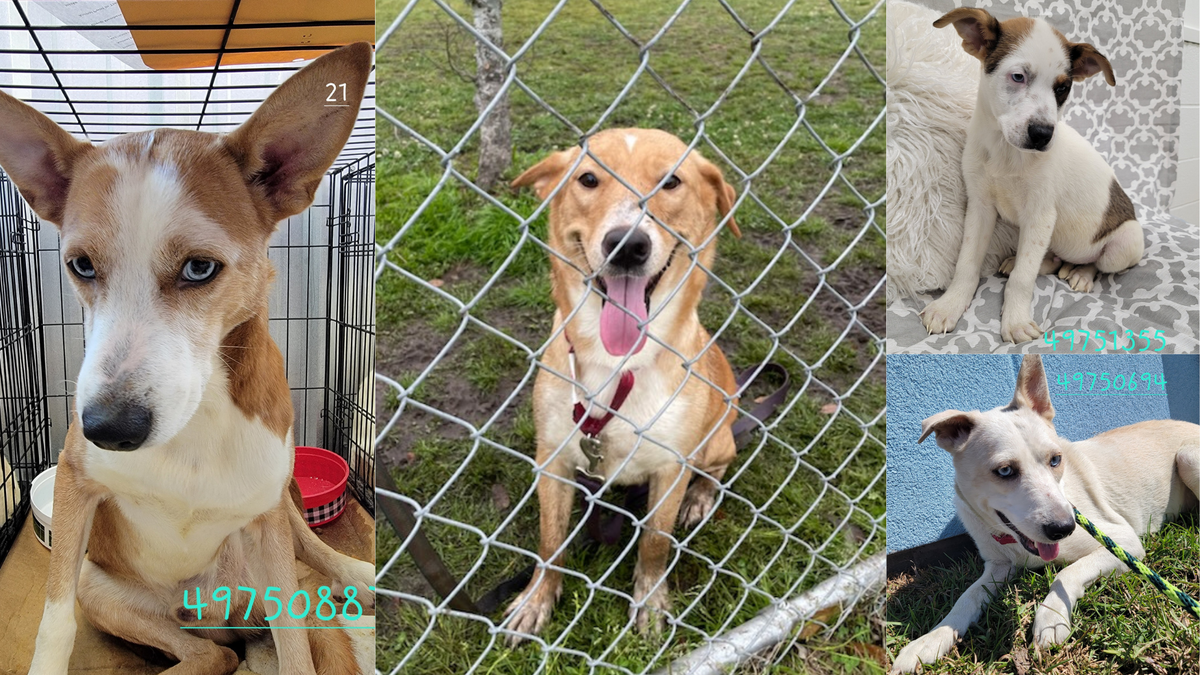 The Humane Society of South Mississippi has dogs from the raid of a Pass Christian home up for adoption on March 18, 2022.
