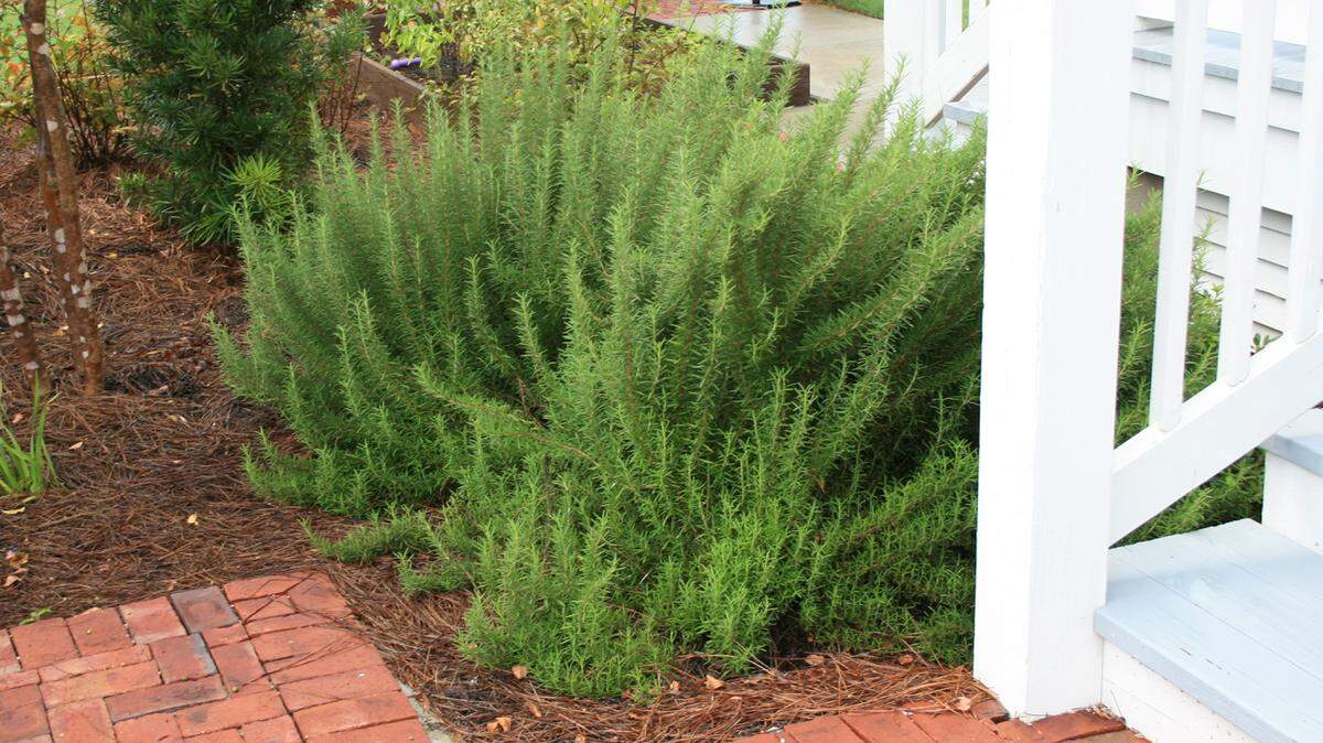GARY BACHMAN/MISSISSIPPI STATE UNIVERSITY EXTENSIONRosemary is an aromatic herb that is a favorite for cooking. It thrives on neglect, and when planted by paths or steps, it releases its sweet scent at the slightest touch.