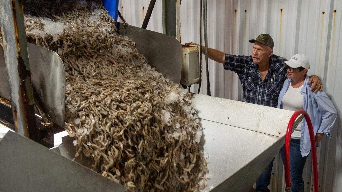 Bethany Fayard, right, and factory manager Ken Lee, left, unload a carton of shrimp to be processed inside Biloxi Bay Processing in Biloxi on Friday, May 31, 2024. Fayard is vice president of Ocean Springs Seafood, a shrimp wholesaler.