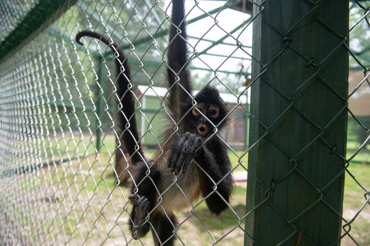 Louie, a spider monkey, climbs on the side of his enclosure at Gulf Coast Primate Sanctuary in Perkinston on Thursday, May 1, 2025.
