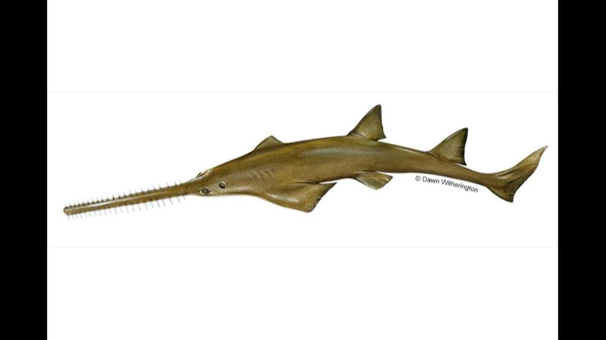 A smalltooth sawfish is depicted on the website of the National Oceangraphic and Atmospheric Administration’s Fisheries website.