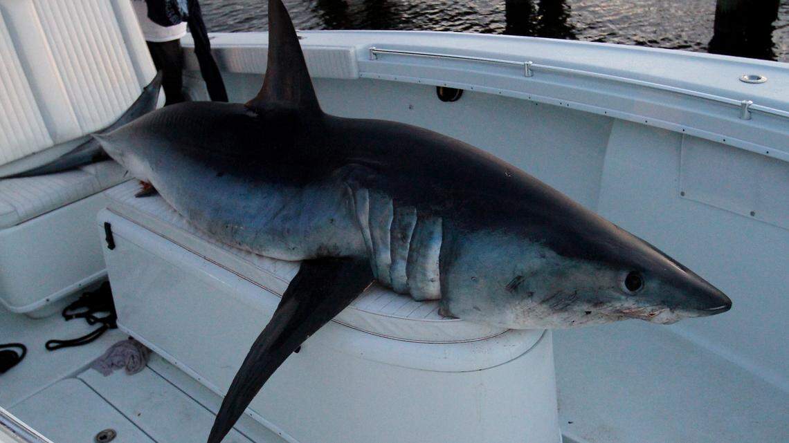 If you want to hook a shark, you better know what you have on the end of the line