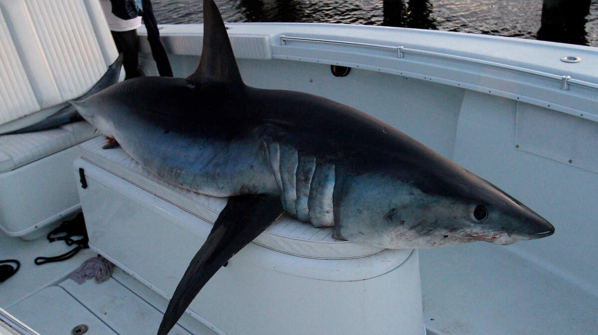 What is believed to be a 600-pound mako shark sits in Kevin Higgenbotham's 36-foot boat after the fishermen returned to Biloxi with their catch on Sunday, January 8, 2012. Tim King of Ocean Springs hooked the shark, but it took a crew of seven about three hours to land him.