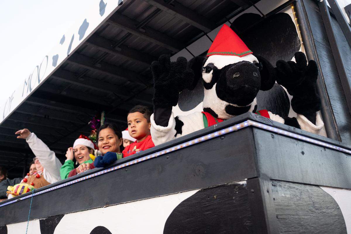 A cow waves to parade attendee during the Champions Christmas Parade in Gulfport on Monday, Dec. 8, 2025.