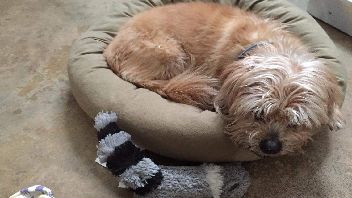 PAUL HAMPTON: It's hard to say goodbye when the dog just won't leave  