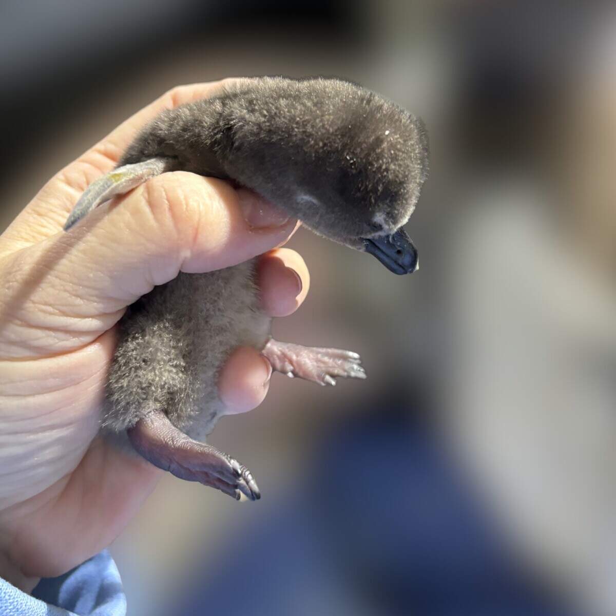 African Chick 1 is held the day after its birth at the Mississippi Aquarium.