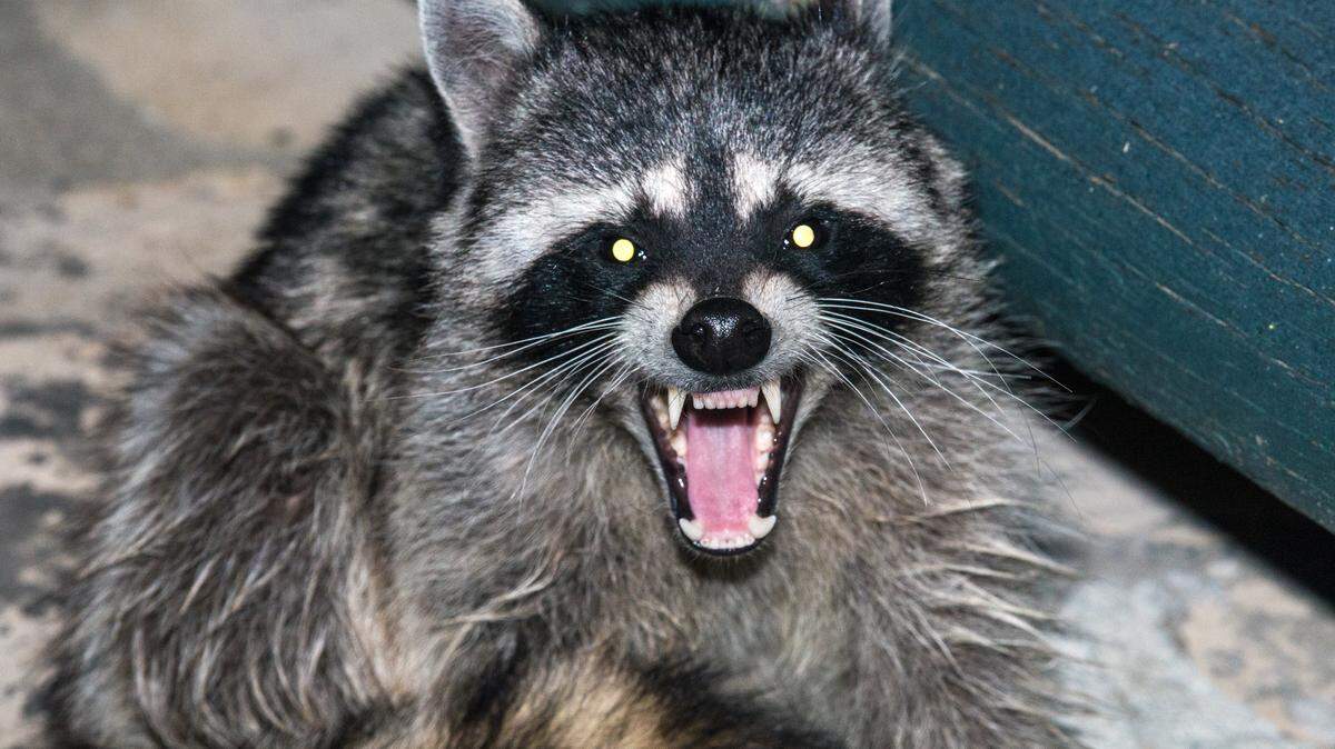 The Mobile BayBears are moving to the Huntsville suburb of Madison, and will be called the Trash Pandas thanks to an Internet voting poll.