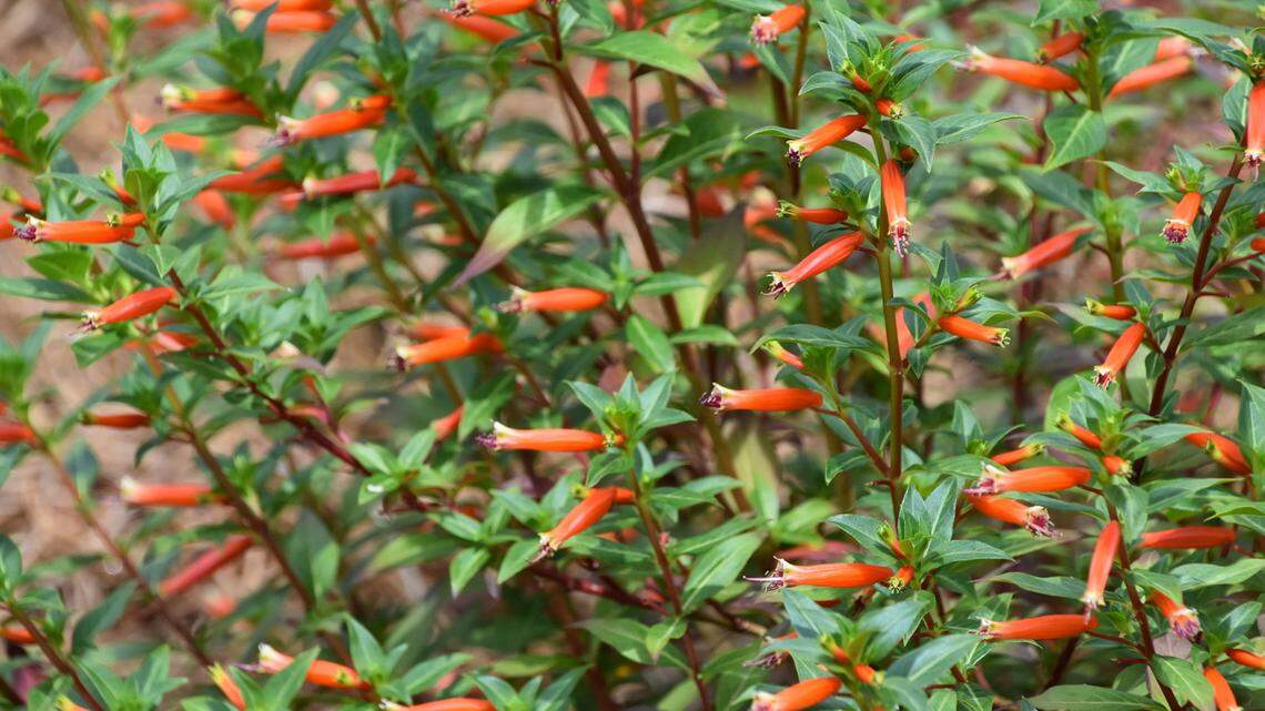 Vermillionaire can fend for itself, flower all summer 