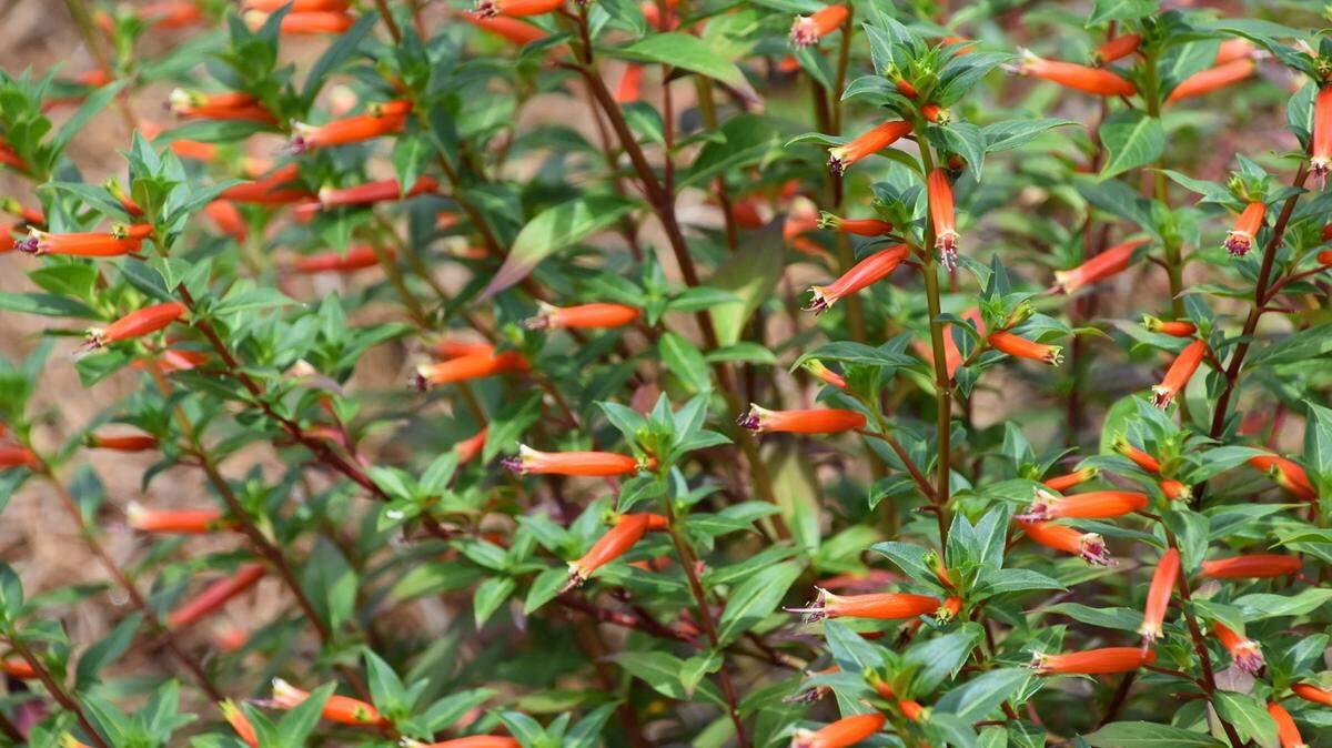 GARY BACHMAN/MISSISSIPPI STATE UNIVERSITY EXTENSION SERVICECuphea Vermillionaire is a heat-loving plant that flowers from spring to frost in the fall and can reach 3 feet in height by summer's end.