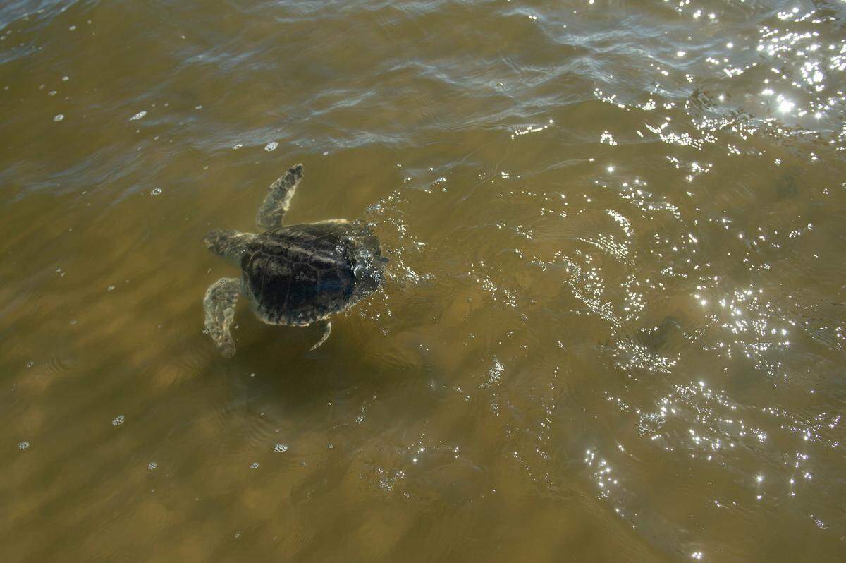 A Kemp’s ridley sea turtle, having recovered from cold-stunning, is released back into the wild from Biloxi Beach by the Mississippi Aquarium on Wednesday, March 12, 2025.