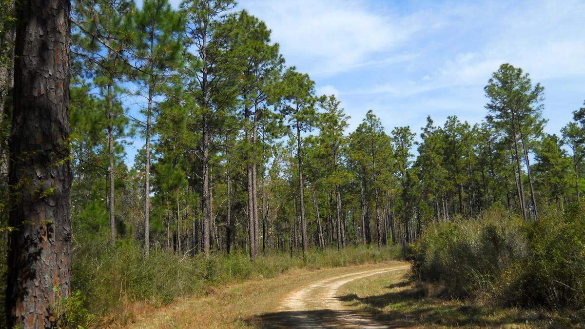 View of a pine foest in DeSoto National Forest.