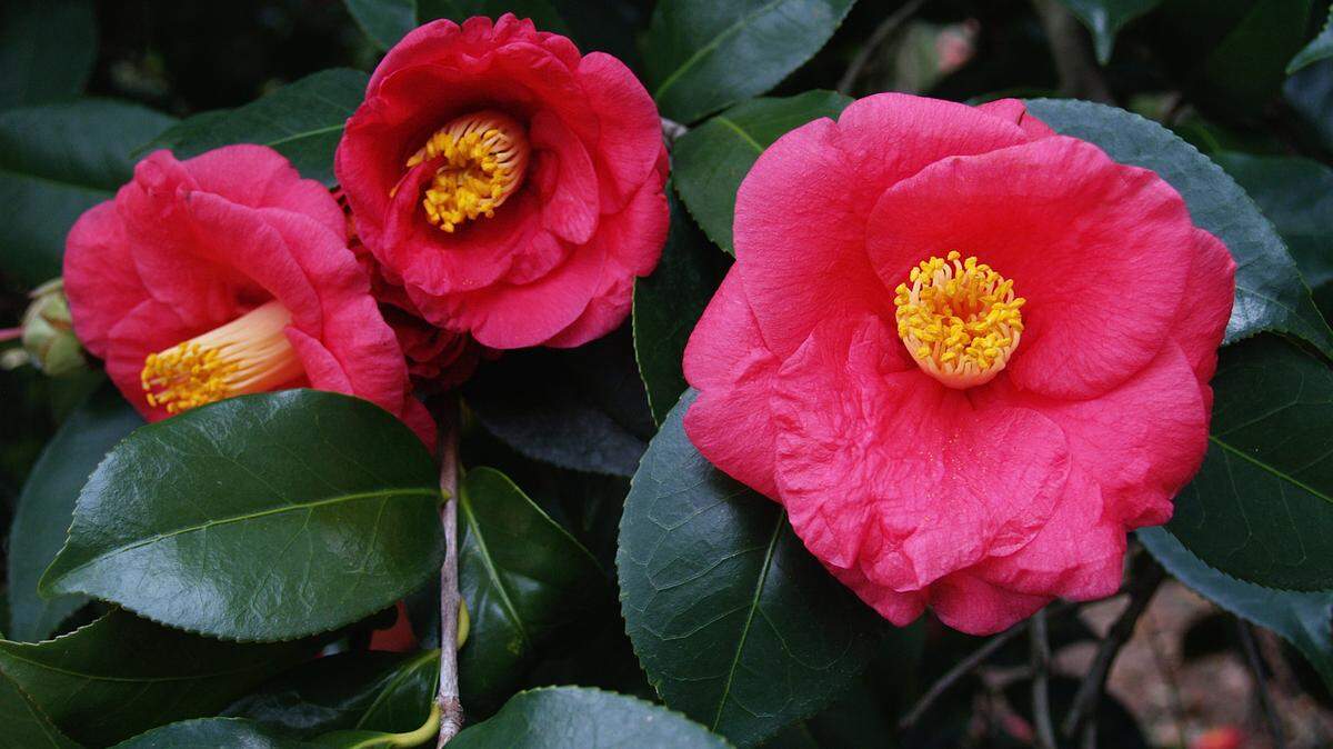 COURTESY SUSAN HALTOMEudora Welty named a character in her book 'Delta Wedding' after the Lady Clare camellia.