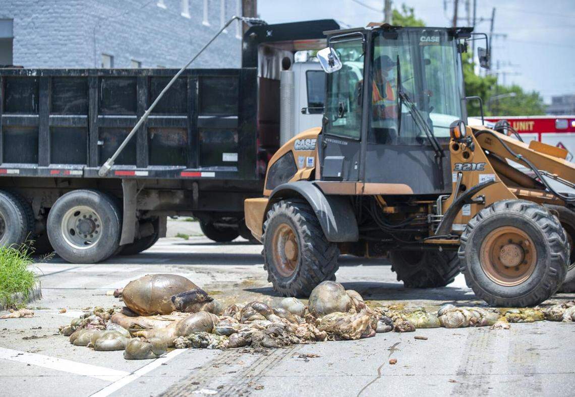 Sanitation crews were sent to clean up a pile of animal remains that were dumped in the middle of a New Orleans roadway on Thursday, June 24, 2021.