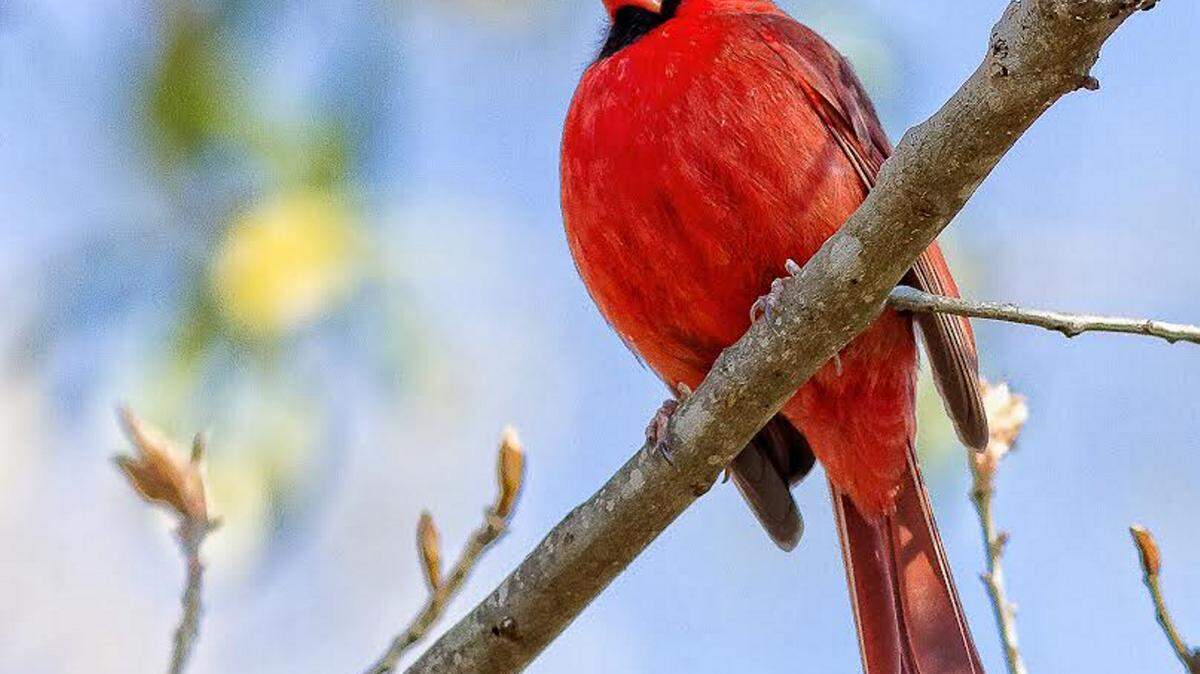 SHARON MILLIGAN/SPECIAL TO THE SUN HERALD 
 Cardinal