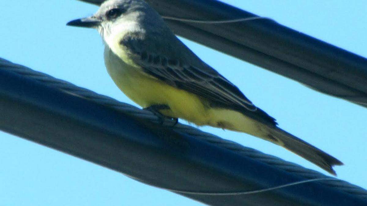 HAROLD WEBER/SPECIAL TO THE SUN HERALDA Tropical Kingbird has returned for its second winter in Bay St. Louis.