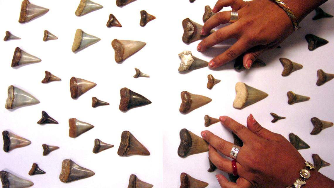 Prehistoric shark fossil samples were labeled “fish” for years, Louisiana State University said, before scientists could discover their identity. Those teeth are not the ones pictured.