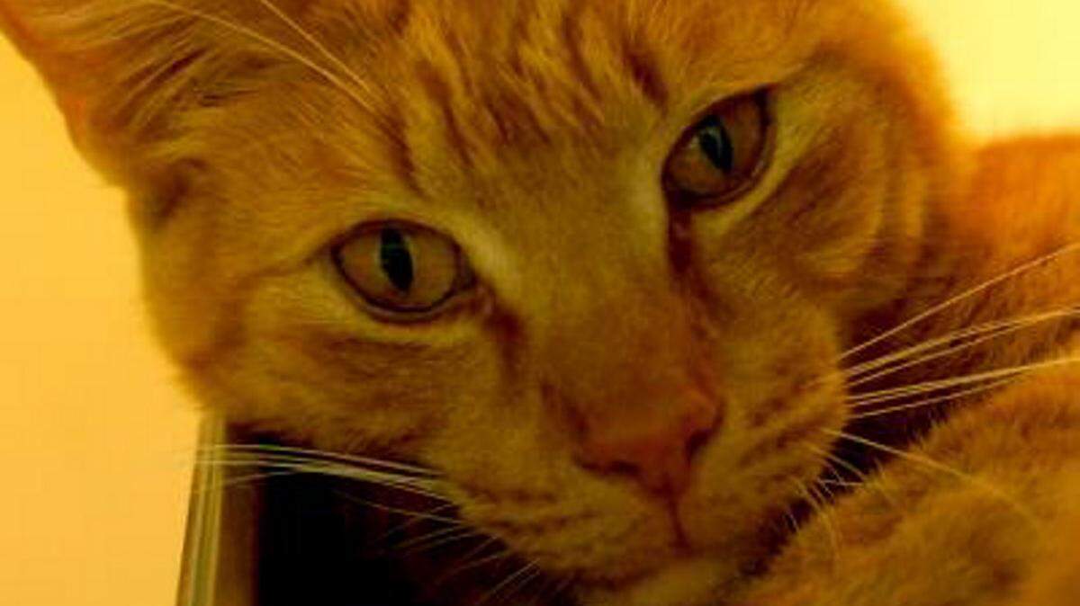 BoBo (ID# A24853048), a 7-year-old male orange/white tabby who was surrendered due to allergies, is the featured pet of the week for the Humane Society of South Mississippi, 2615 U.S. 49, Gulfport. He has been to the shelter twice within the last year. BoBo has been tested for FIV/FELV and has tested negative for both. He is already neutered and can go home the same day he is adopted. He weighs 8- 1/2 pounds. For details about adopting a pet, call 863-3354 or check out hssm.org. All animals adopted through HSSM are spayed/neutered, given shots and are microchipped. Other pets are also available at the Hancock County Animal Shelter, 7175 Texas Flat Road, Kiln, 466-4516, or the Jackson County Animal Shelter, 4400 Audubon Drive, Gautier, 497-6350. Contact each shelter for adoption fees.