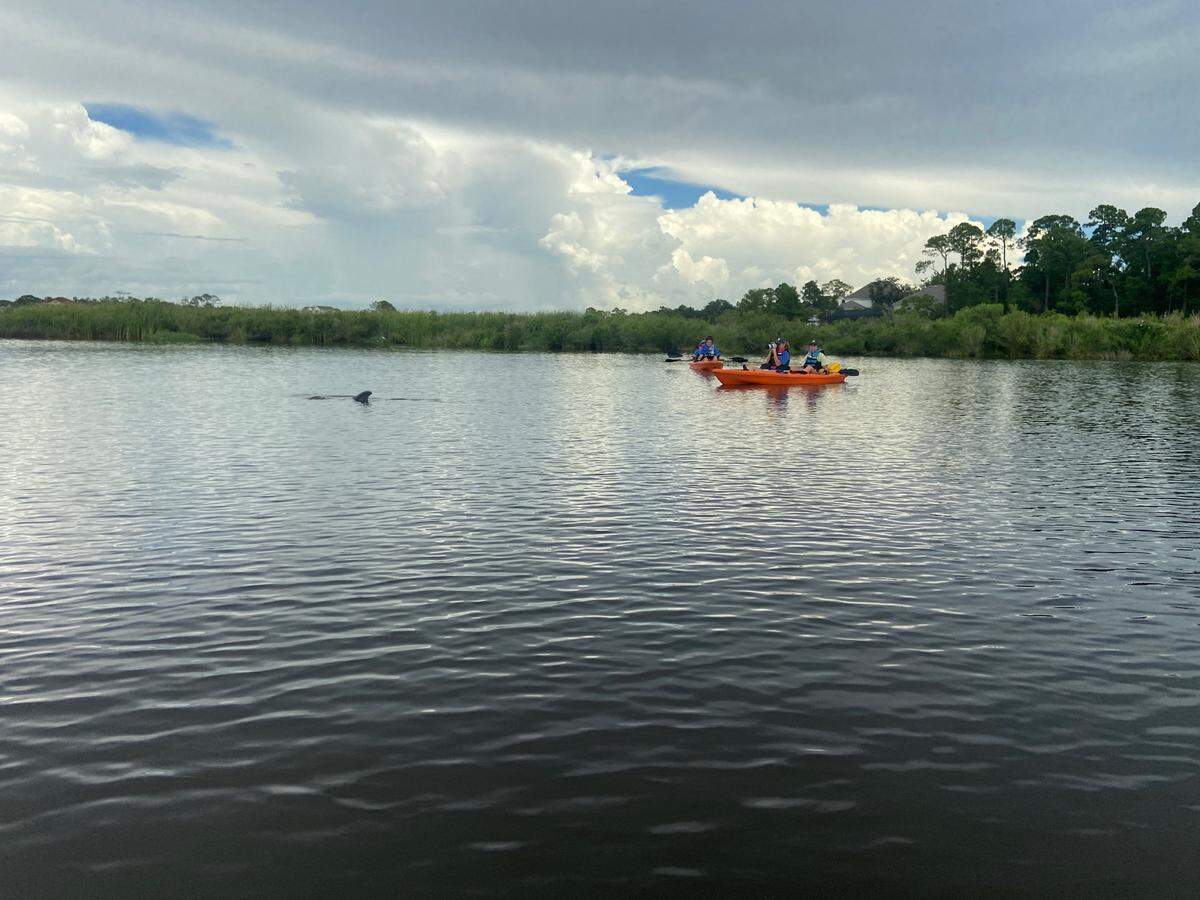 A dolphin spotted in Bayou Bernard in the Bayou View neighborhood of Gulfport died during a rescue transport on August 1, 2022.