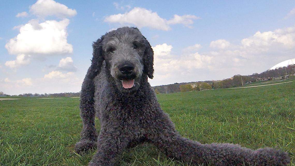 Dog with camera chronicles happy canines at parks 