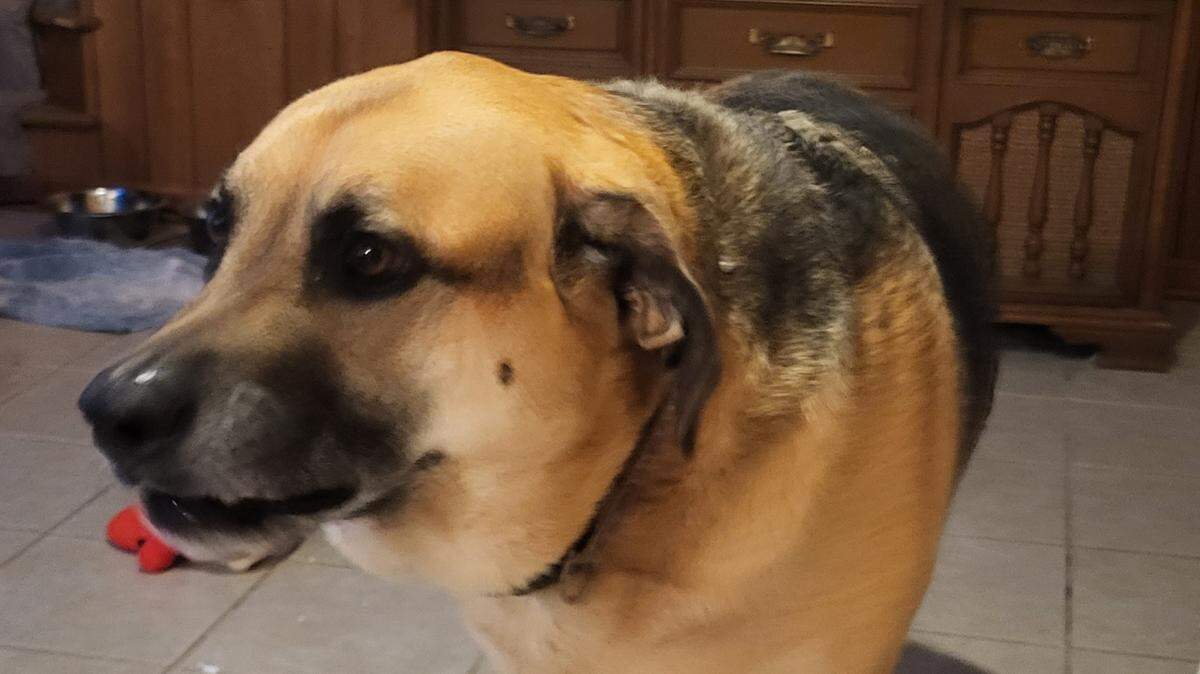 This good boy is ineligible to win the Sun Herald’s cutest dog contest, on account of being the pup of the Sun Herald’s executive editor.