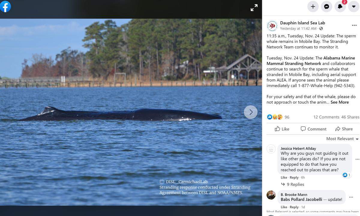 A 30,000 pound sperm whale stranded in Mobile Bay, Alabama for nearly a week was euthanized Wednesday, according to wildlife officials.