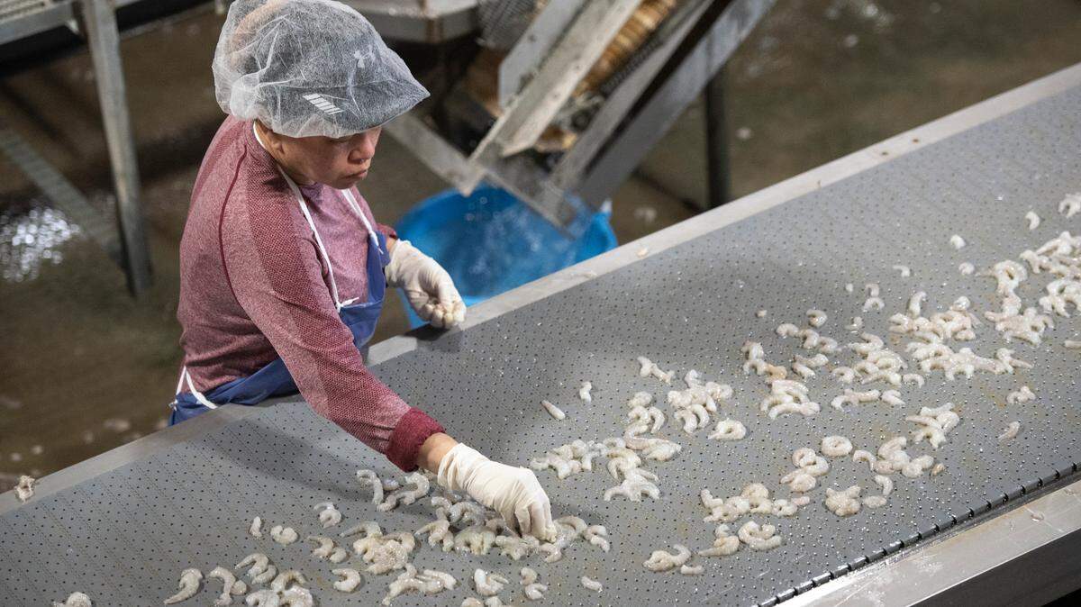 A worker inspects shrimp after the shrimp has gone through a peeler at Biloxi Bay Processing in Biloxi on Friday, May 31, 2024.