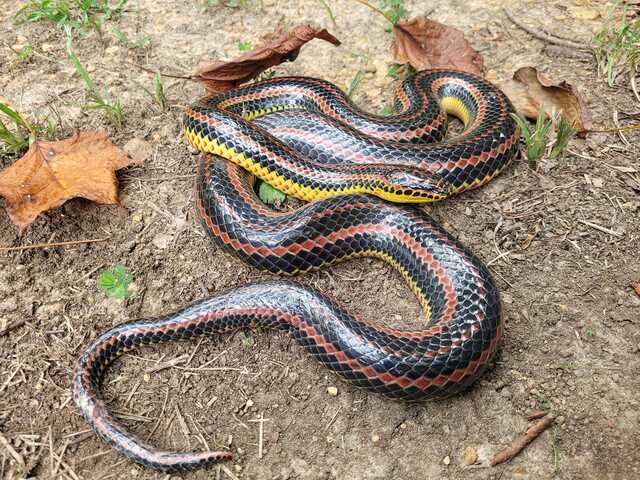 Rainbow snake caught and released in southern Mississippi | Biloxi Sun ...