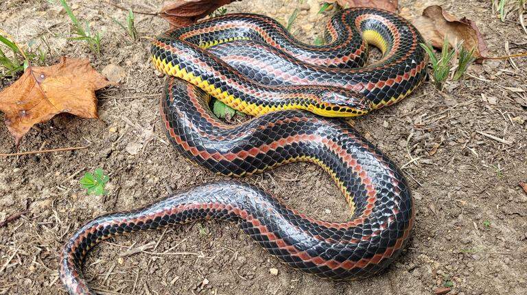 How do you treat a snake bite if you’re bitten in MS? What to do & what not to do